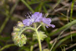 Prairie phacelia